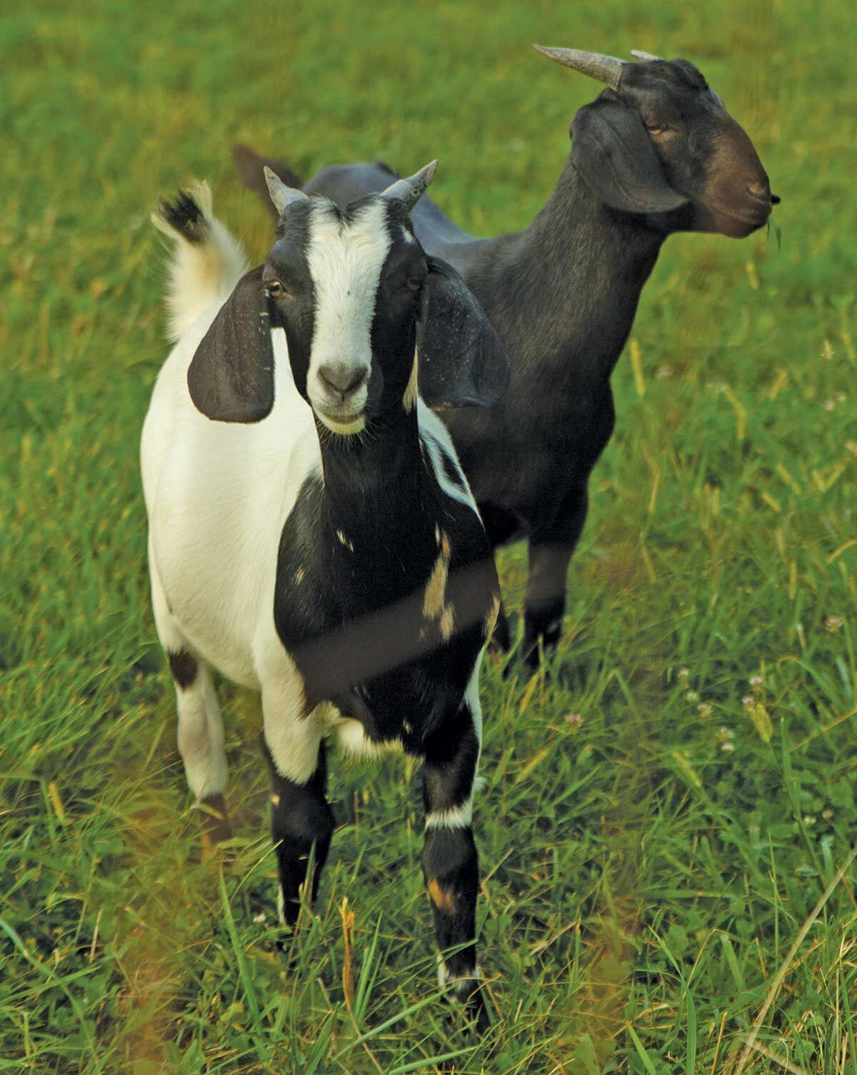 goats grazing